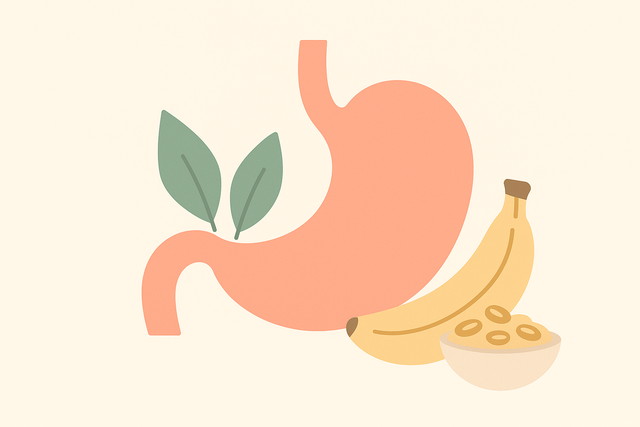 Žaludek a trávení – ilustrace k článku o knäckebrot a dietě